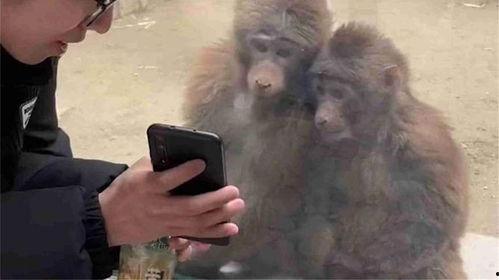 猴子上单视频,趣味横生的电竞奇遇记