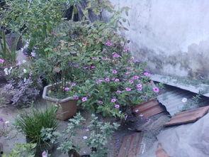 樱花葉菜无码,探寻自然之美与养生之道